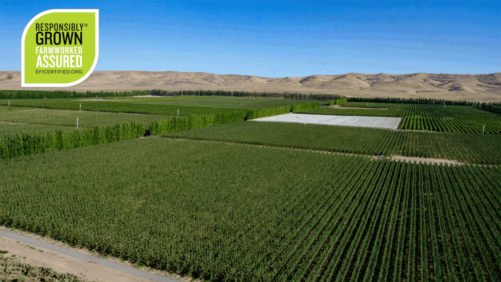 Equitable labor certification year’s highlight for organic apple heavyweight