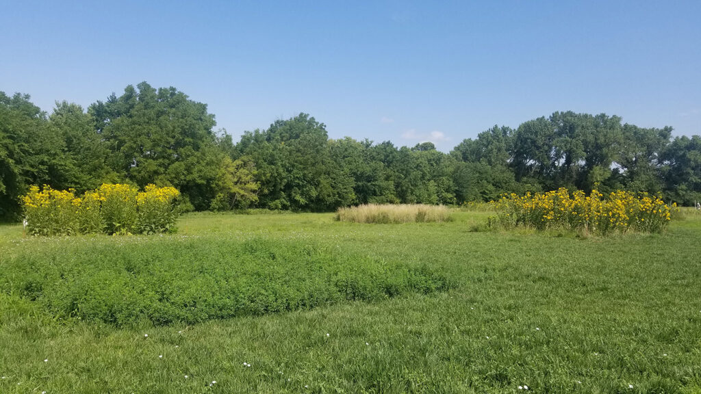 Stands of different species the researchers studied for their ecosystem services. Their findings will allow growers to plant a more diverse mix of plants on the sides of their farmland. Shown here from left to right are cup plant, alfalfa, Kernza, and silflower. Photo: Ebony Murrell