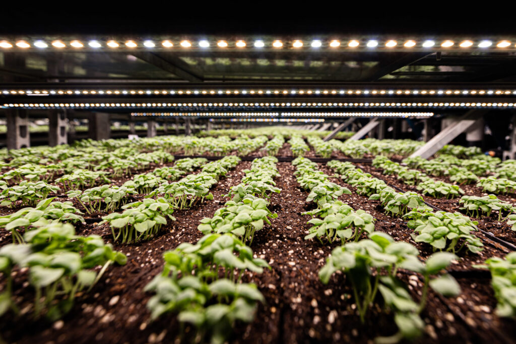 COO named for Shenandoah Growers, ‘nation’s largest’ organic indoor farm