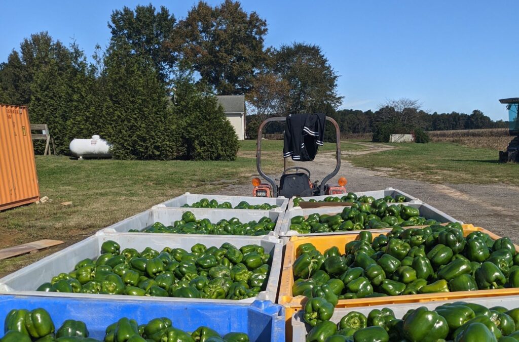 All Old Dominion's produce is certified organic, and it's dropped tobacco for produce crops like these green peppers.