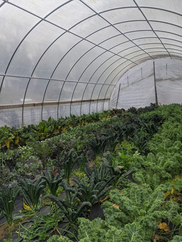 The founder of Atlanta’s Patchwork City Farms uses sustainable farming practices to grow crops that feed impoverished communities. 