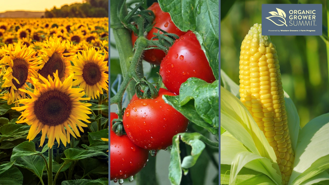 Park Farming Organics spent 20 years transitioning its 1,350-acre farm from conventional to organic practices. 