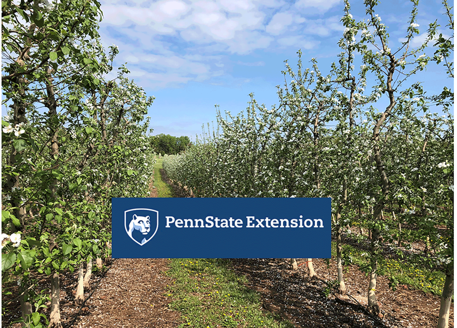 Penn State Extension banner tree fruit