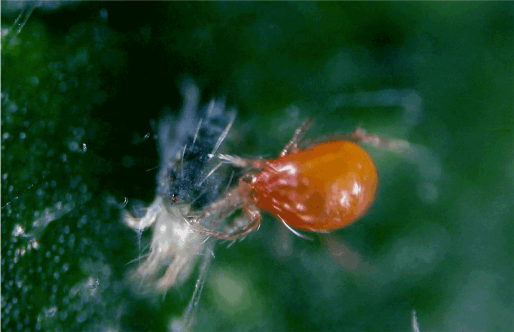 The waiting game doesn’t pay when battling two-spotted spider mites