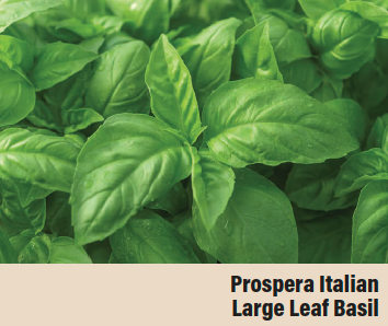 Prospera Italian Large Leaf Basil