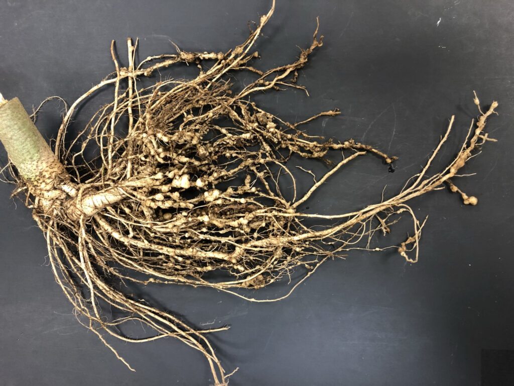 Integrating biological controls for root-knot nematodes, weeds in organic farming