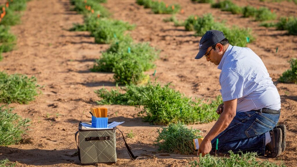 $3M given for research into cover crops for organic