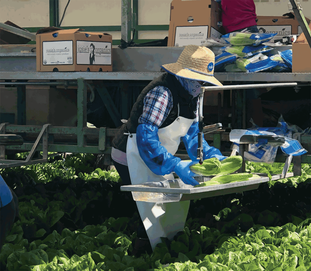 Above, a romaine lettuce harvest for the Josie's Organics label.