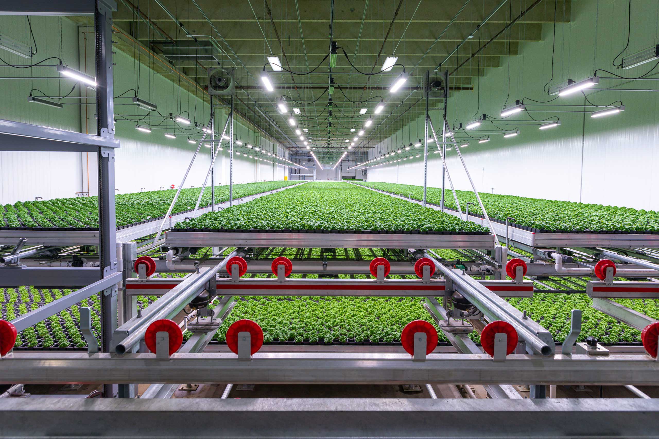 Shenandoah Growers Inc.
