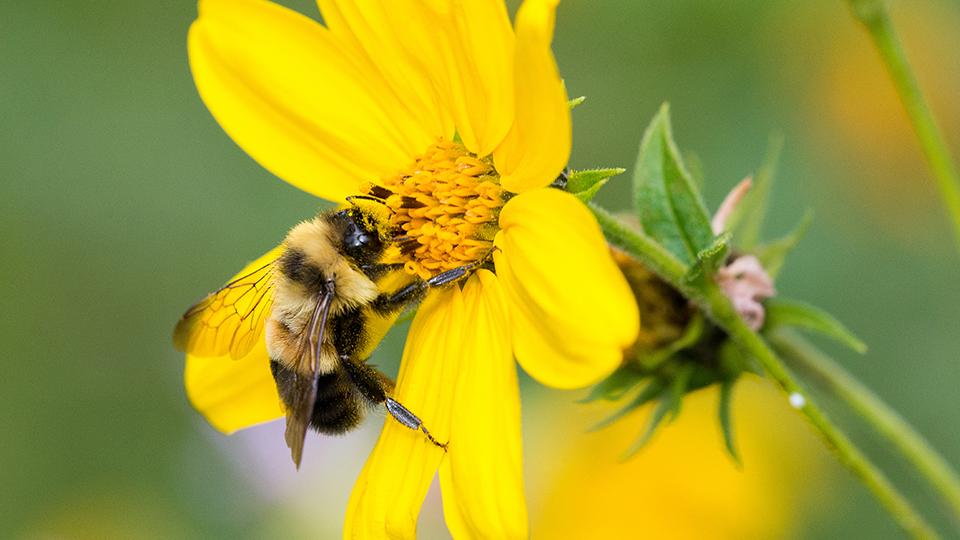 Research shows strong consumer preference for pollinator-friendly, local crops