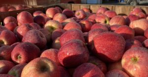 Apples in a harvest bin.