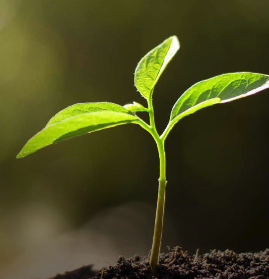 Agricultural Solutions launches line of natural fertilizers, bioenhancer