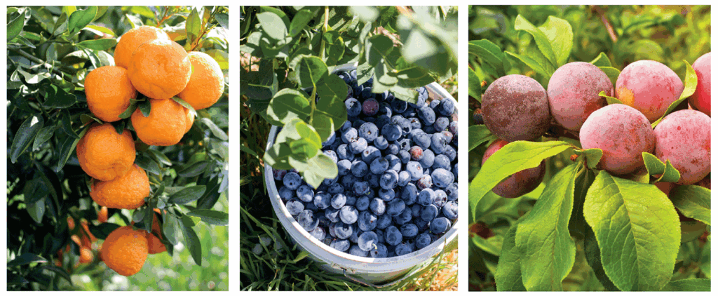 Farm bill draft includes provisions addressing specialty crops