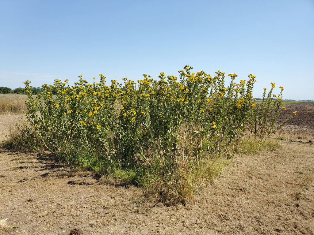 Silflower performed well in the tests by providing an ideal balance of ecosystem services, such as weed suppression, pollinator services, and forage quantity and quality. Photo: Ebony Murrell