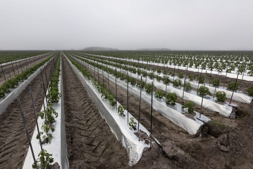 Crop bed changes boost Florida farm’s water efficiencies