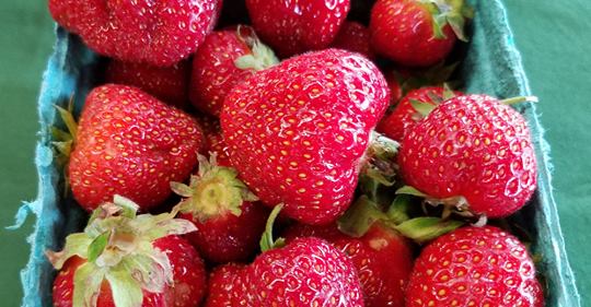 Management of SWD in berries topic of free guide book