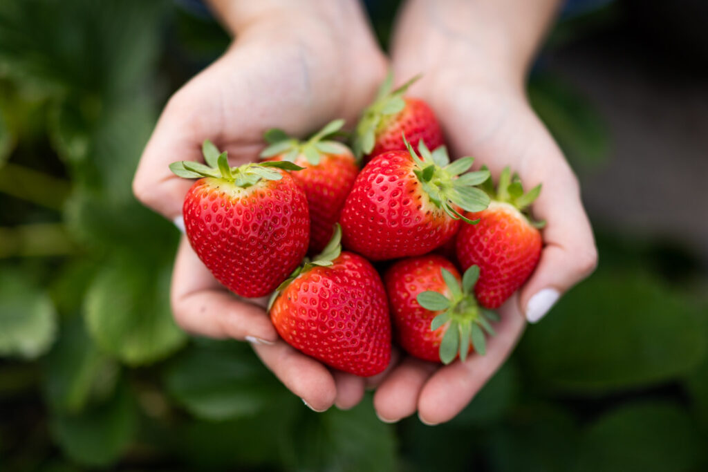 New strawberry varieties are assisting Florida grower
