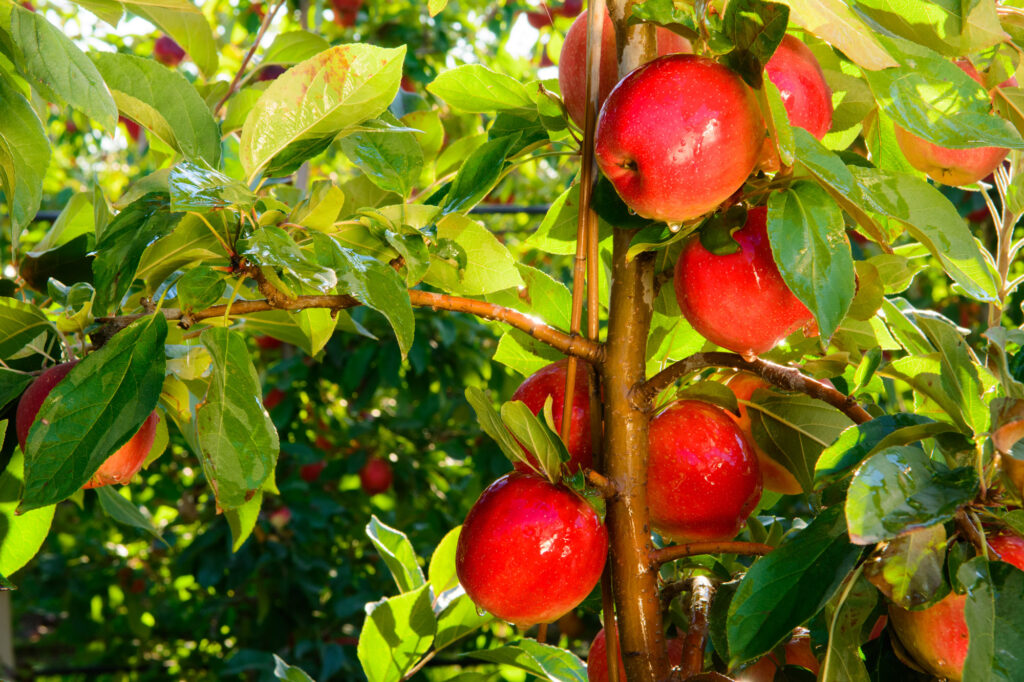 Bigger organic SweeTango apple season expected