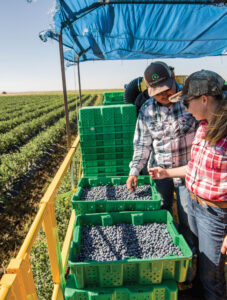 Threemille Canyon Farms Blueberries