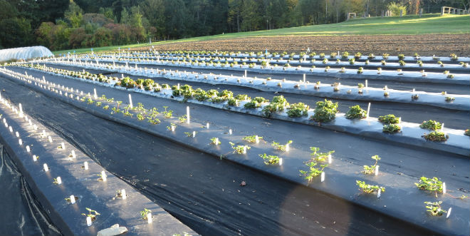 UNH to develop strawberry varieties for organic production