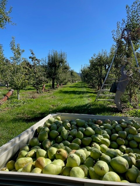 WSU study sessions focus on pear pests