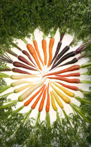 Scientists a the USDA's Agricultural Research Service is comparing carrots grown in organic and conventional fields. Photo: Stephen Ausmus, ARS.