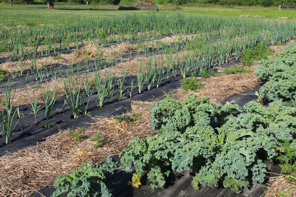Bipartisan Senate bill aims to improve USDA program access for organic farmers