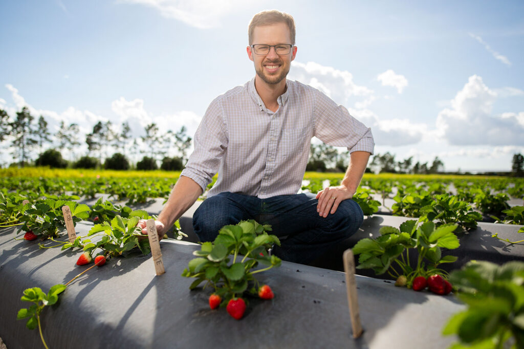 Vance Whitaker, UF/IFAS strawberry breeder and professor, in a field of the Gulf Coast Research and Education Center. Photos courtesy UF/IFAS.