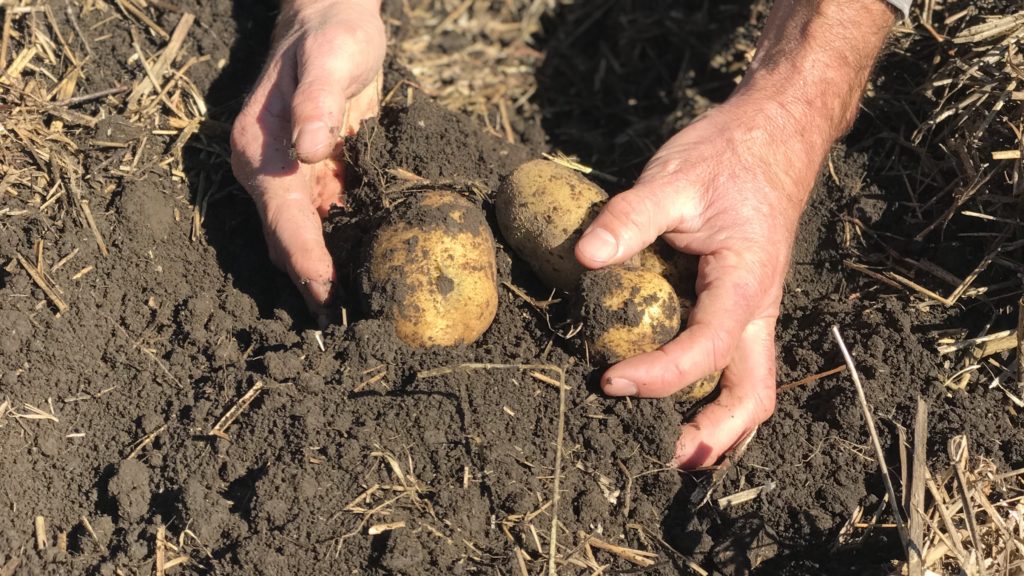German Butterball potatoes i