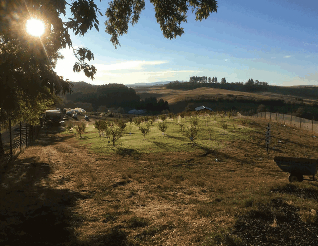 WSU organic farm