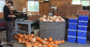 WSU student Heng Cai, a senior studying Organic Agriculture, loads winter squash for a delivery to Whitman County food banks. Photos: WSU