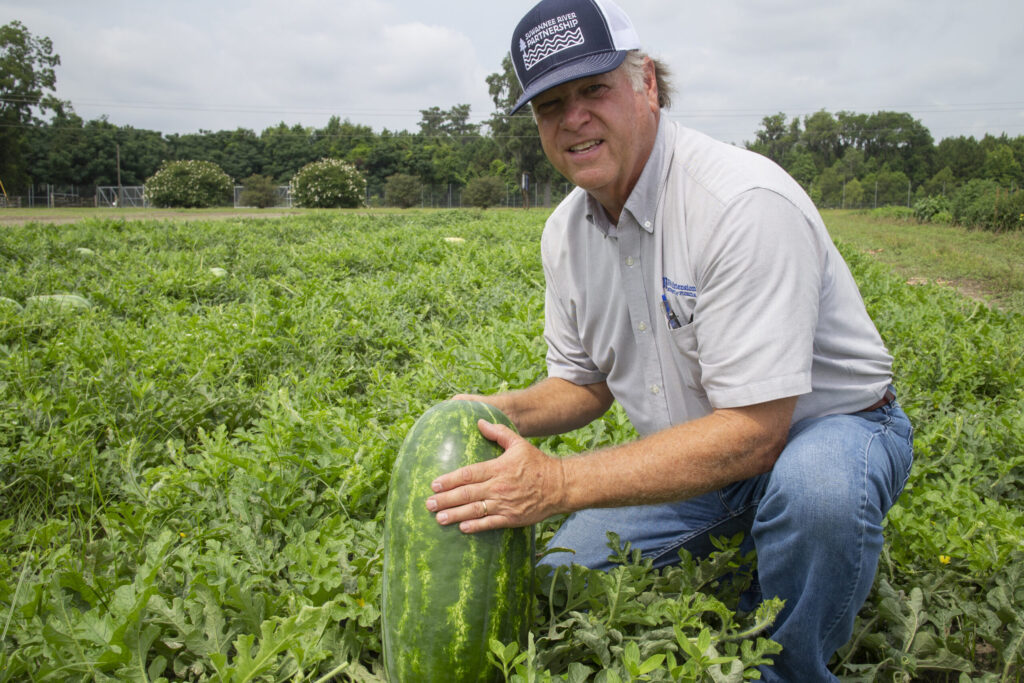 UF disease, water info helps Florida watermelon growers produce bumper crop