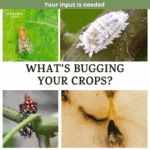 What's bugging your crops survey image