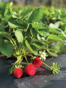 Close-up of three ripe strawberries growing on a plant.