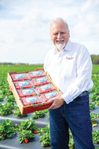 Man standing in a strawberry field holding a box of ripe strawberries.