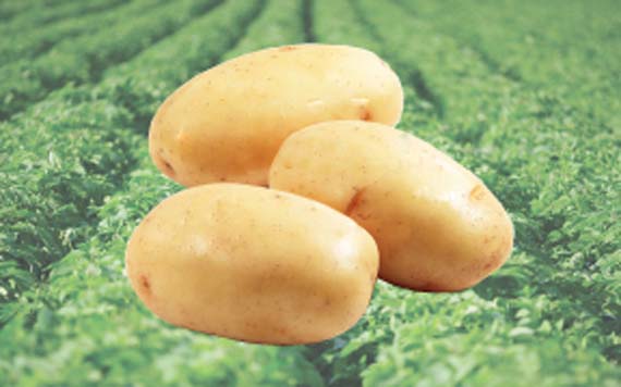 Potandon Produce adds new supply point