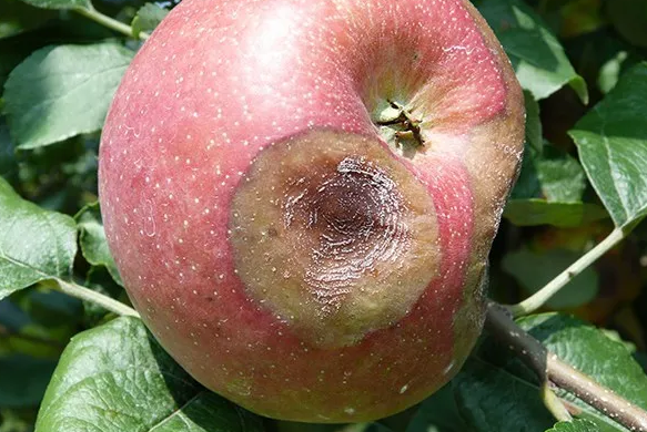 Limited organic options for controlling apple bitter rot