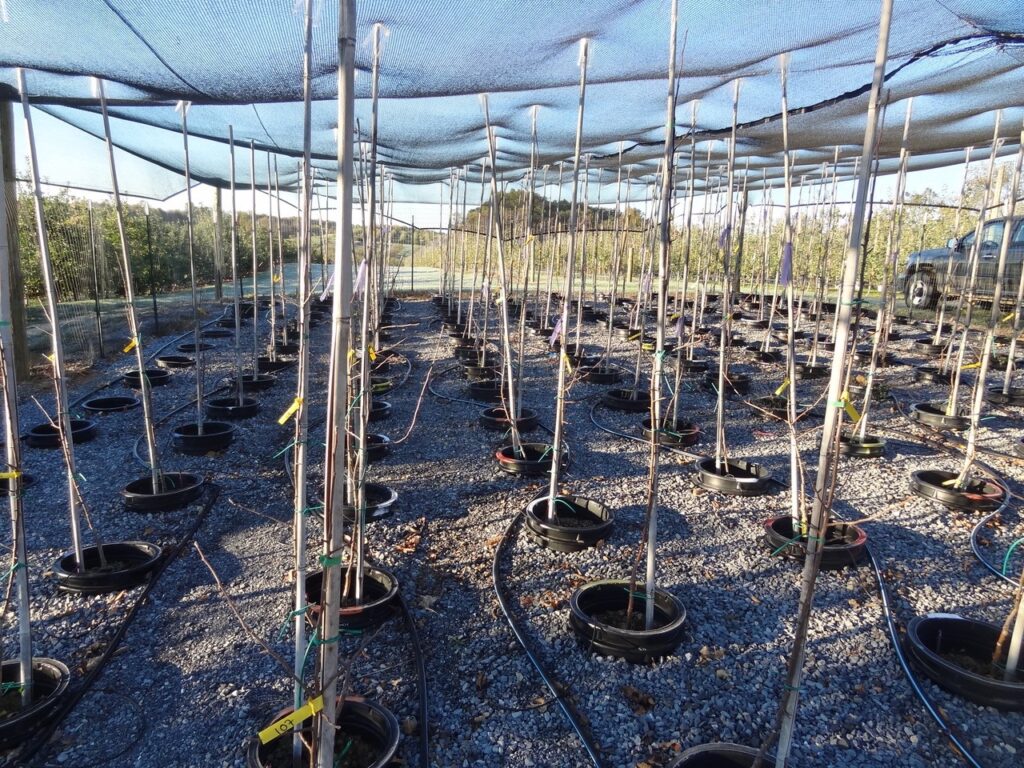 How compost can improve apple orchard sustainability