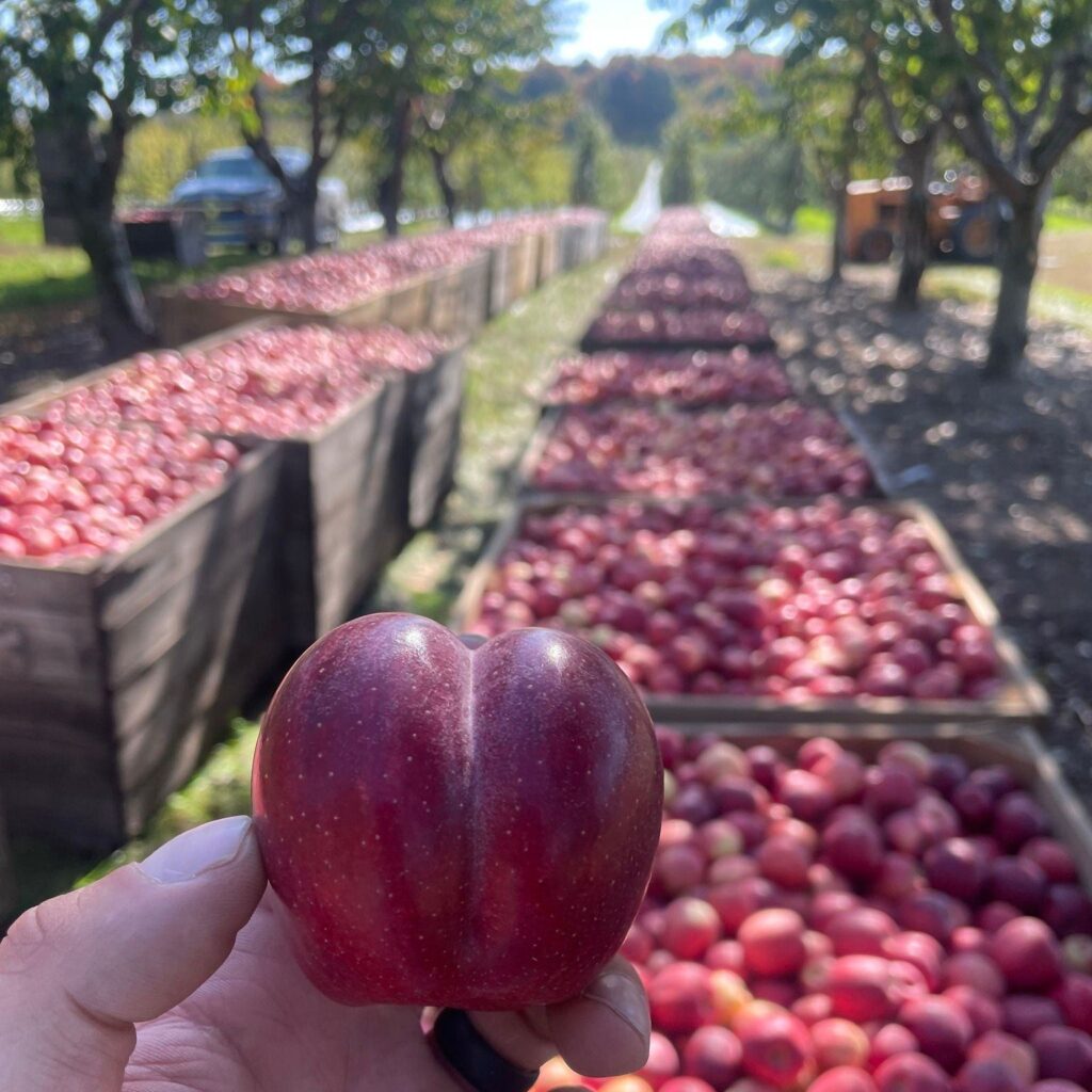 apples Michigan