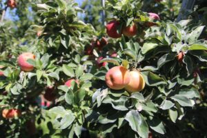 Apples ripening on the tree on a sunny day.