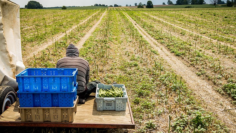 Growers decry more expensive ag labor