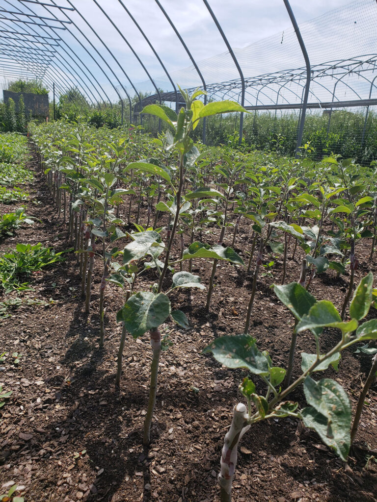 Almar Orchards runs its own nursery. Staff pull roots in the spring and graft their favorite apple varieties onto them. Liberty apples are shown. In the late fall and early winter when the top of the tree goes to sleep and the roots are just starting to grow again, the trees are replanted. Photos: Almar Orchards