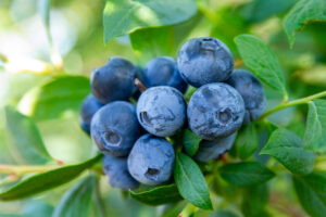 Close-up of ripe blueberries growing on a bush.