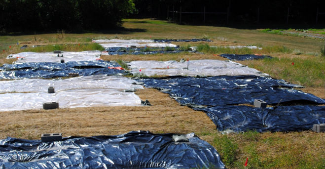 Black tarps suppress weeds in organic production