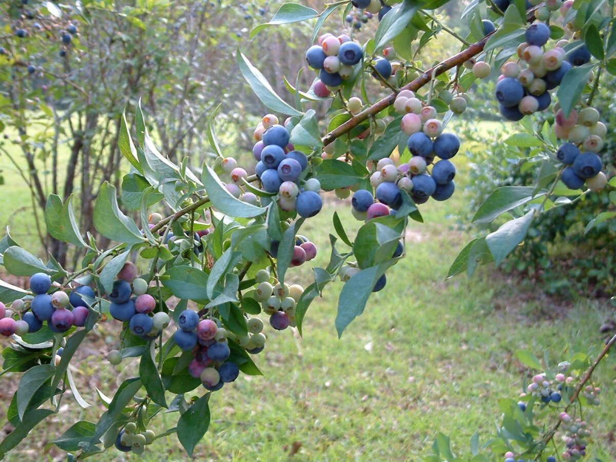 Blueberries growing on a bush.