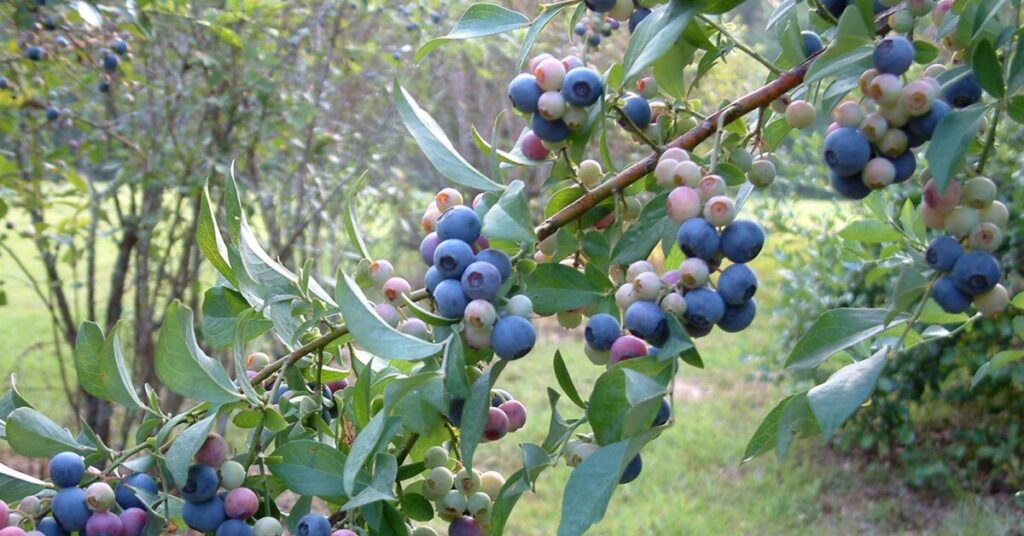 Florida blueberry meeting showcases smarter sampling, stronger varieties and disease defense