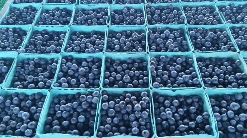 USHBC Blueberry Leadership Program seeks 2026 cohort