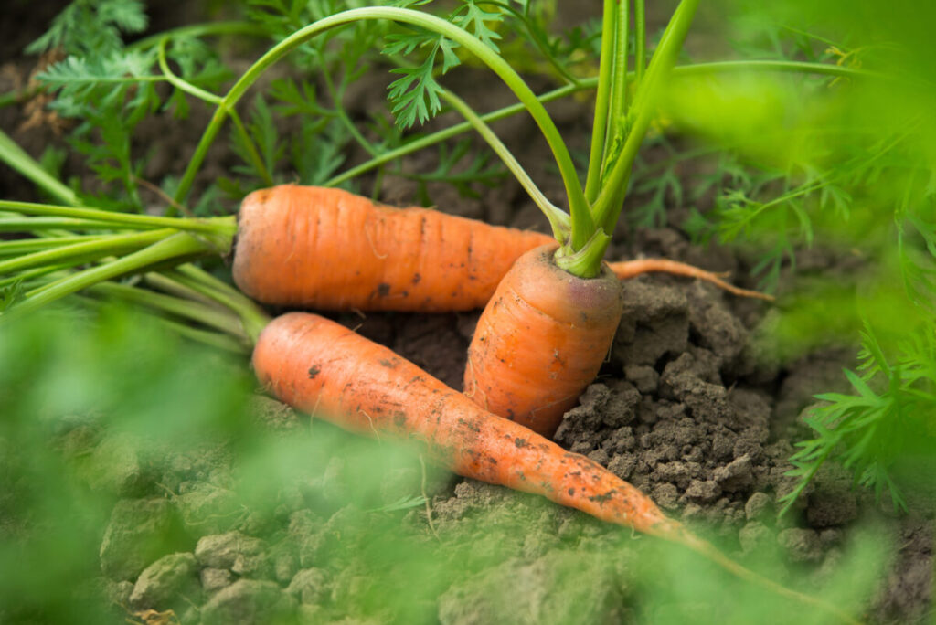 New federal dietary guidelines shift emphasis to ‘real food’