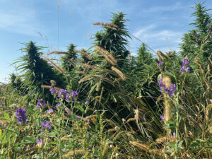 cover crop use by NuuMe
