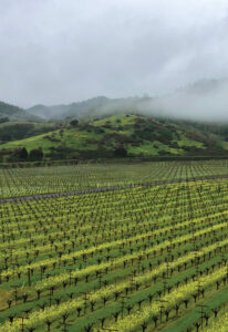 Winter cover crops in Napanook Vineyard help promote healthy soils. 